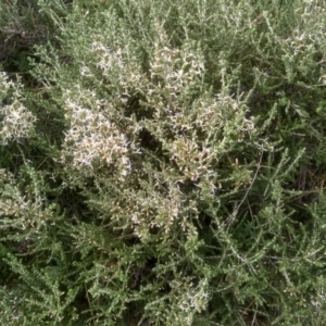 Olearia algida at Kosciuszko National Park, NSW - 14 Jan 2023 01:35 PM