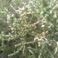 Olearia algida at Kosciuszko National Park, NSW - 14 Jan 2023 01:35 PM