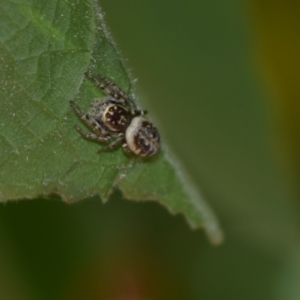 Opisthoncus nigrofemoratus at Greenleigh, NSW - 13 Jan 2023 01:38 PM