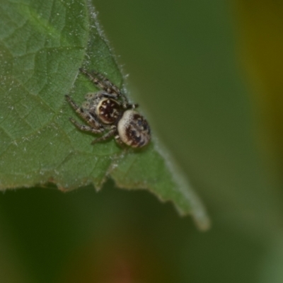 Opisthoncus nigrofemoratus (Black-thighed jumper) at QPRC LGA - 13 Jan 2023 by LyndalT