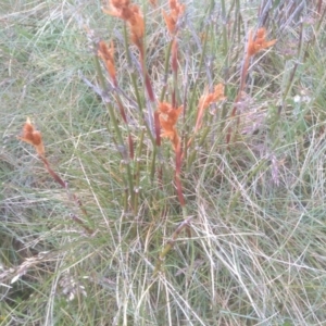 Baloskion australe at Kosciuszko National Park, NSW - 14 Jan 2023 01:36 PM