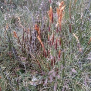 Baloskion australe at Kosciuszko National Park, NSW - 14 Jan 2023 01:36 PM