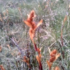 Baloskion australe at Kosciuszko National Park, NSW - 14 Jan 2023 01:36 PM