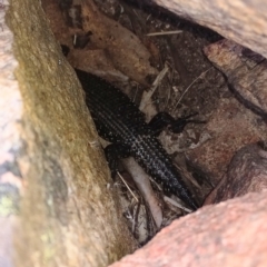 Egernia cunninghami (Cunningham's Skink) at Namadgi National Park - 15 Jan 2023 by Angus44