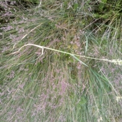 Anthoxanthum odoratum at Jacobs River, NSW - 14 Jan 2023