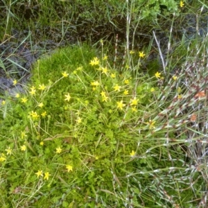 Ranunculus pimpinellifolius at Jacobs River, NSW - 14 Jan 2023