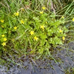 Ranunculus pimpinellifolius at Jacobs River, NSW - 14 Jan 2023