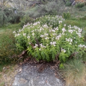 Veronica derwentiana at Kosciuszko National Park, NSW - 14 Jan 2023 01:52 PM