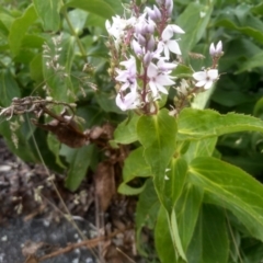 Veronica derwentiana at Kosciuszko National Park, NSW - 14 Jan 2023 01:52 PM