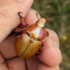 Anoplognathus montanus (Montane Christmas beetle) at Lions Youth Haven - Westwood Farm A.C.T. - 14 Jan 2023 by HelenCross