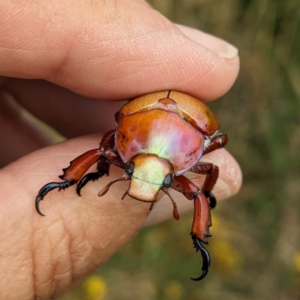 Anoplognathus montanus at Tuggeranong, ACT - 15 Jan 2023