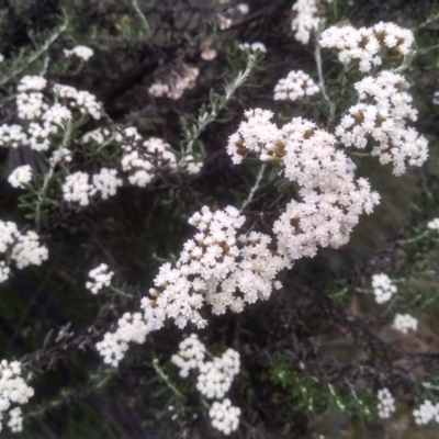 Ozothamnus secundiflorus (Cascade Everlasting) at Jacobs River, NSW - 14 Jan 2023 by mahargiani