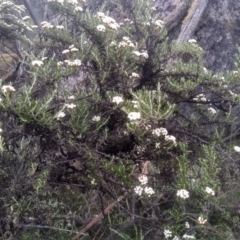 Ozothamnus secundiflorus at Jacobs River, NSW - 14 Jan 2023 01:52 PM