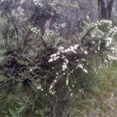 Ozothamnus secundiflorus at Jacobs River, NSW - 14 Jan 2023 01:52 PM