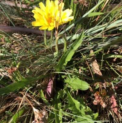 Microseris lanceolata (Yam Daisy) at Cotter River, ACT - 14 Jan 2023 by JohnGiacon