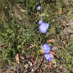 Linum marginale (Native Flax) at Cotter River, ACT - 13 Jan 2023 by jgiacon