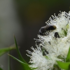 Megachile (Hackeriapis) oblonga (A Megachild bee) at Greenleigh, NSW - 15 Jan 2023 by LyndalT