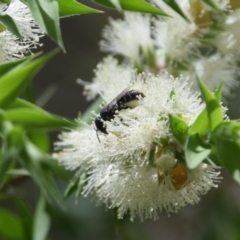 Megachile (Hackeriapis) oblonga at Greenleigh, NSW - 15 Jan 2023