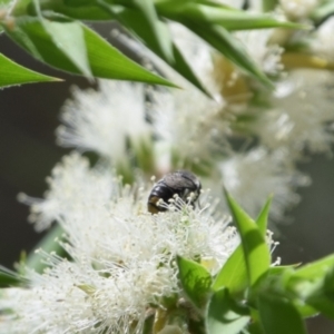 Megachile (Hackeriapis) oblonga at Greenleigh, NSW - 15 Jan 2023 11:28 AM