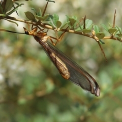 Nymphes myrmeleonoides (Blue eyes lacewing) at Cook, ACT - 15 Jan 2023 by Tammy