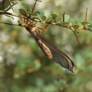 Nymphes myrmeleonoides at Cook, ACT - 15 Jan 2023 09:08 AM