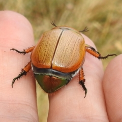 Anoplognathus brunnipennis (Green-tailed Christmas beetle) at Tuggeranong, ACT - 15 Jan 2023 by HelenCross