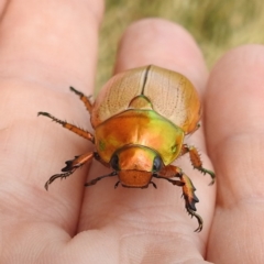 Anoplognathus brunnipennis at Tuggeranong, ACT - 15 Jan 2023