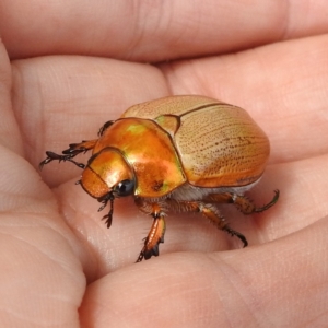 Anoplognathus brunnipennis at Tuggeranong, ACT - 15 Jan 2023 10:49 AM