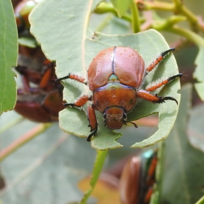 Anoplognathus hirsutus (Hirsute Christmas beetle) at Lions Youth Haven - Westwood Farm - 14 Jan 2023 by HelenCross