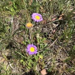 Brachyscome spathulata (Coarse Daisy, Spoon-leaved Daisy) at Cotter River, ACT - 14 Jan 2023 by JohnGiacon