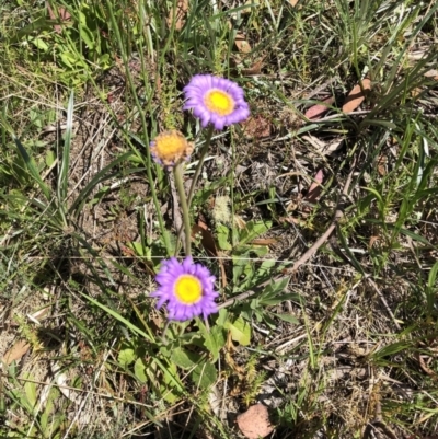 Brachyscome spathulata (Coarse Daisy, Spoon-leaved Daisy) at Cotter River, ACT - 13 Jan 2023 by jgiacon