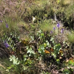 Veronica perfoliata (Digger's Speedwell) at Cotter River, ACT - 14 Jan 2023 by JohnGiacon