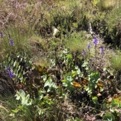 Veronica perfoliata (Digger's Speedwell) at Namadgi National Park - 14 Jan 2023 by jgiacon