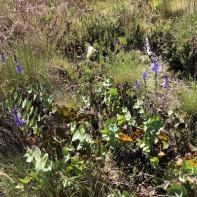 Veronica perfoliata (Digger's Speedwell) at Namadgi National Park - 14 Jan 2023 by jgiacon