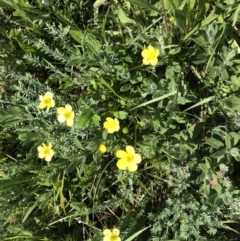 Ranunculus lappaceus (Australian Buttercup) at Cotter River, ACT - 14 Jan 2023 by JohnGiacon