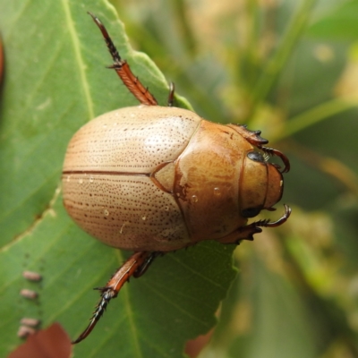 Anoplognathus pallidicollis (Cashew beetle) at Lions Youth Haven - Westwood Farm A.C.T. - 15 Jan 2023 by HelenCross