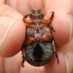 Anoplognathus pallidicollis at Lions Youth Haven - Westwood Farm - 15 Jan 2023