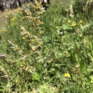 Poaceae (family) at Cotter River, ACT - 14 Jan 2023