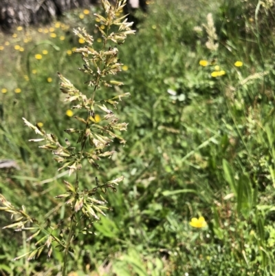 Poaceae (family) (Unidentified Grass) at Cotter River, ACT - 14 Jan 2023 by JohnGiacon