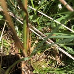 Poaceae (family) at Cotter River, ACT - 14 Jan 2023