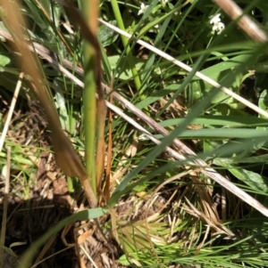 Poaceae (family) at Cotter River, ACT - 14 Jan 2023