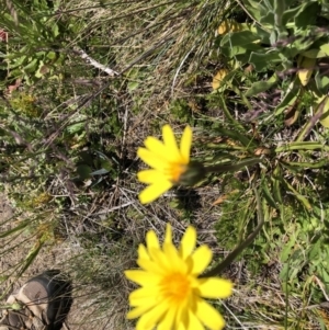 Microseris lanceolata at Cotter River, ACT - 14 Jan 2023 11:25 AM