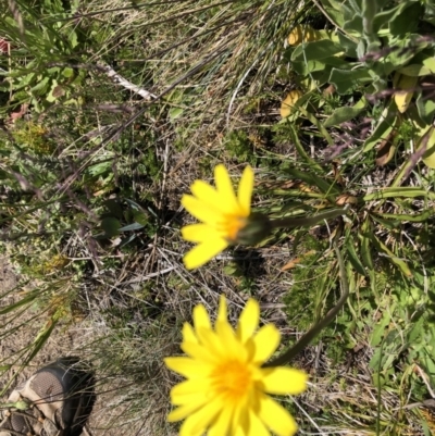 Microseris lanceolata (Yam Daisy) at Cotter River, ACT - 14 Jan 2023 by JohnGiacon