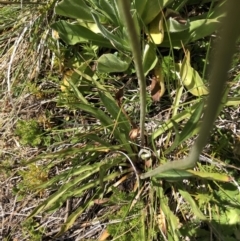 Microseris lanceolata at Cotter River, ACT - 14 Jan 2023 11:25 AM