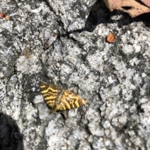 Chrysolarentia chrysocyma at Cotter River, ACT - 14 Jan 2023 12:14 PM