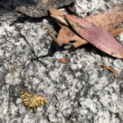 Chrysolarentia chrysocyma at Cotter River, ACT - 14 Jan 2023 12:14 PM