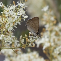 Jalmenus icilius (Amethyst Hairstreak) at Mount Painter - 14 Jan 2023 by Tammy