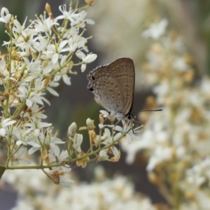 Jalmenus icilius at Cook, ACT - 15 Jan 2023 09:25 AM