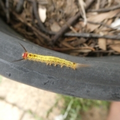 Nataxa flavescens (Nataxa Moth) at QPRC LGA - 21 Dec 2020 by arjay