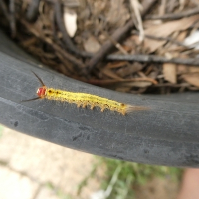 Nataxa flavescens (Nataxa Moth) at QPRC LGA - 21 Dec 2020 by arjay